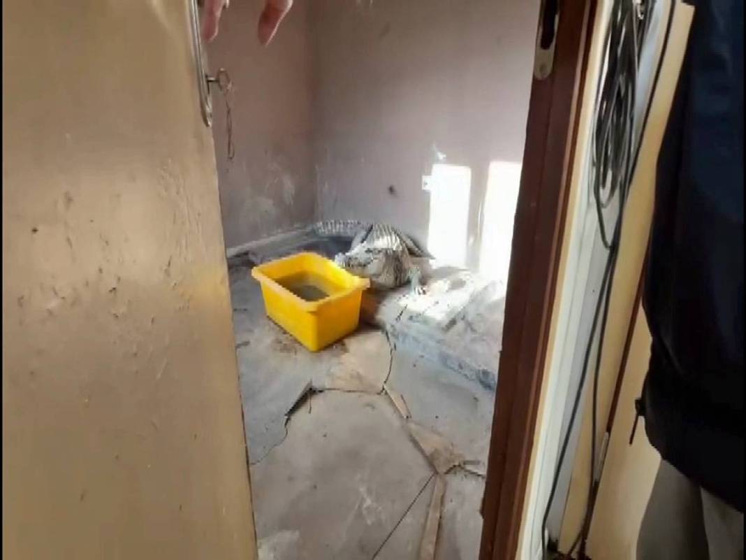 Eve baskın yapan polis Nil timsahı ve anakonda yılanla karşılaştı! Hayrete düşüren anlar 3